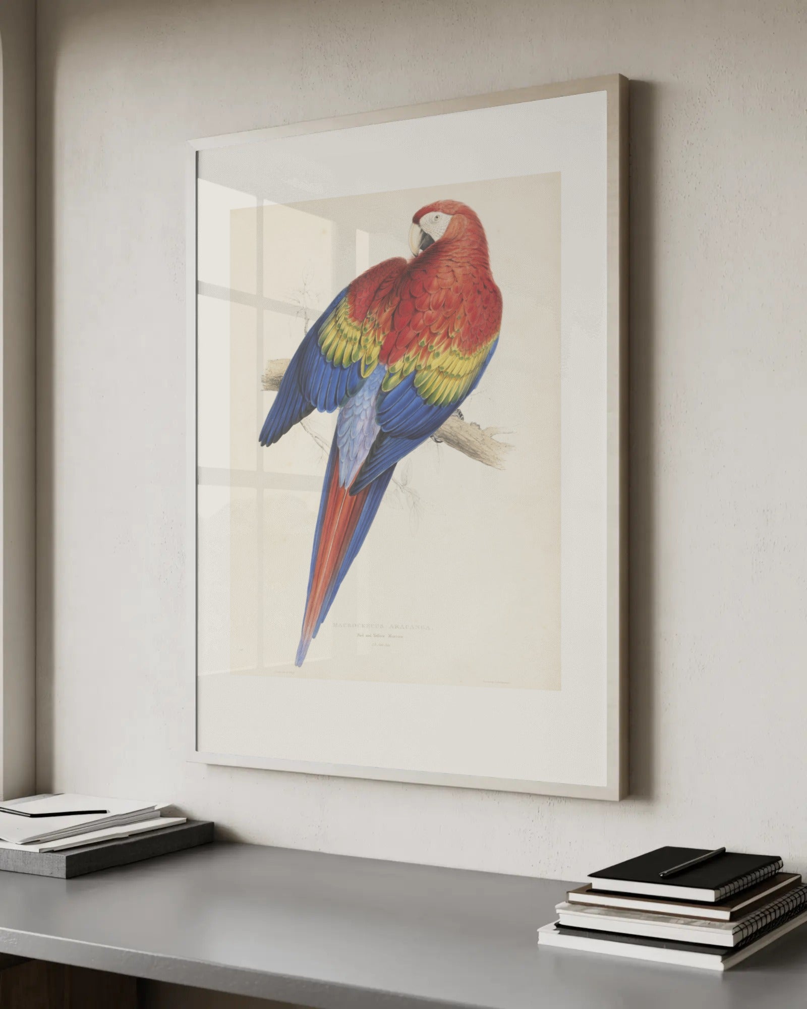 Hyacinth Macaw Art Print by Edward Lear
