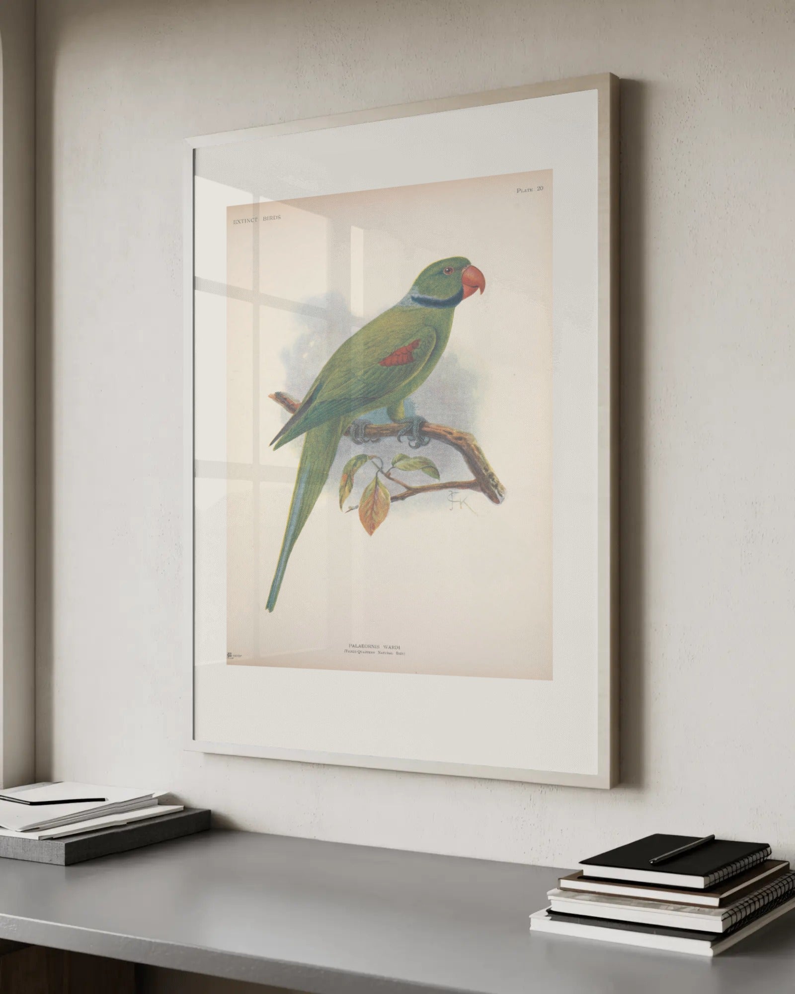 Birds of Paradise (Plate) Art Print by J.G. Keulemans
