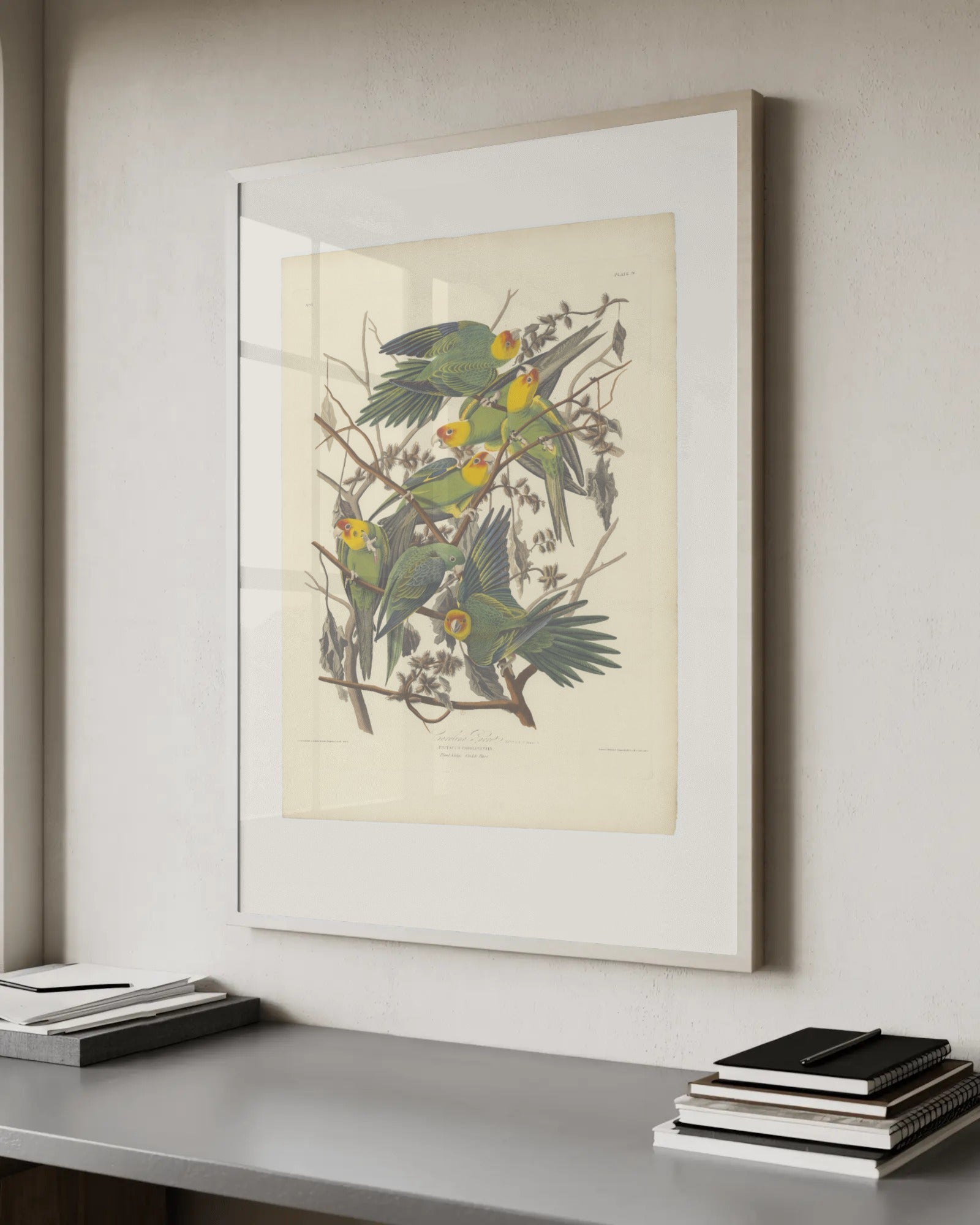 Carolina Parakeet (Plate 26) Art Print by John James Audubon