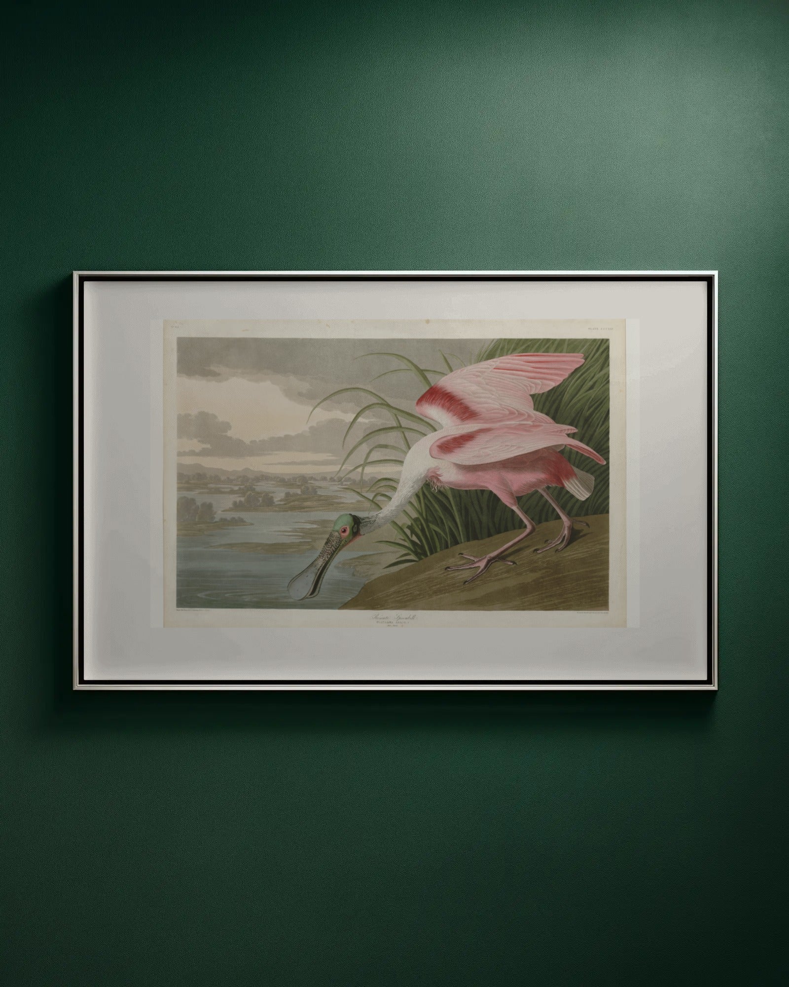 Roseate Spoonbill (Plate 321) Art Print by John James Audubon