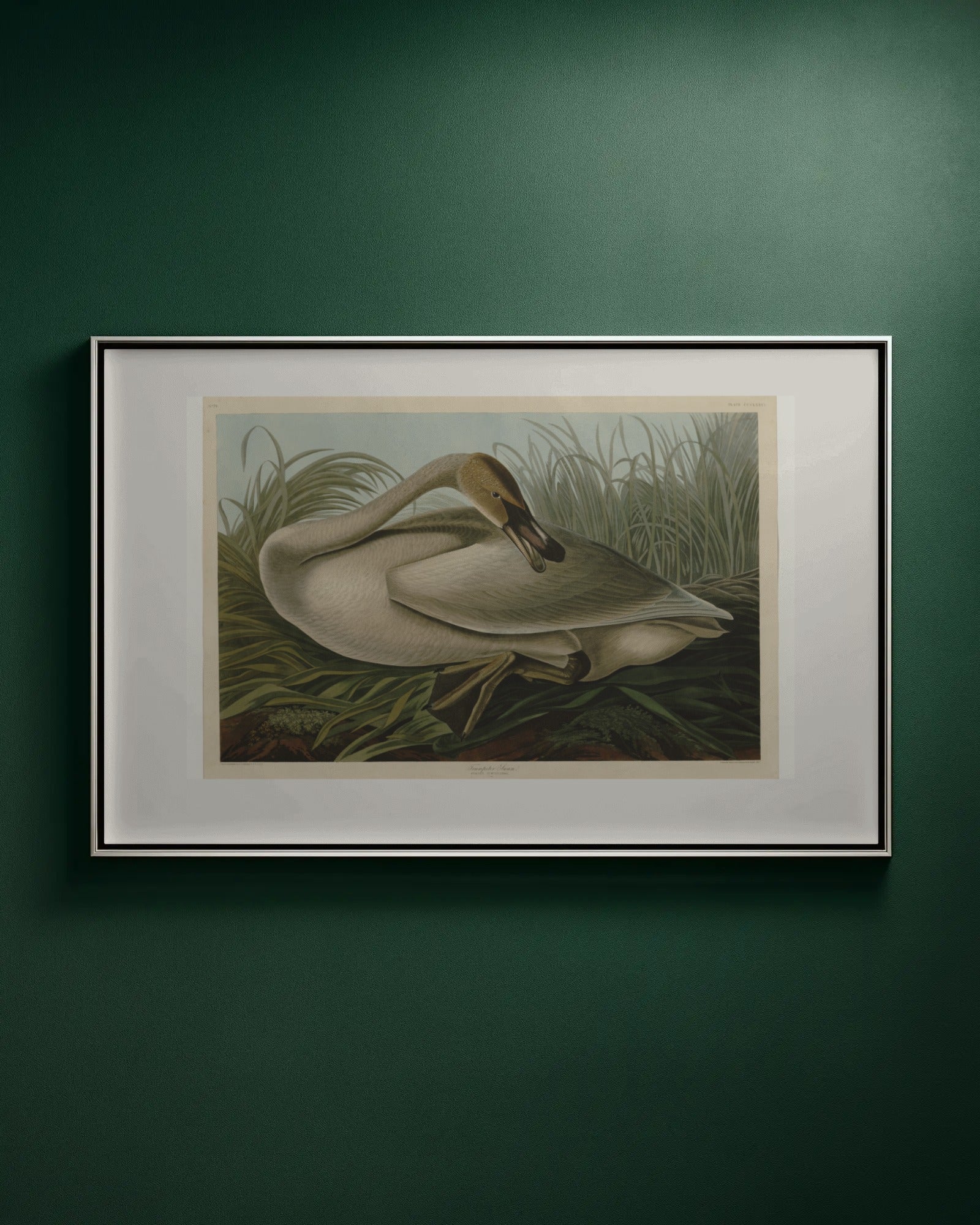 Trumpeter Swan (Plate 376) Art Print by John James Audubon