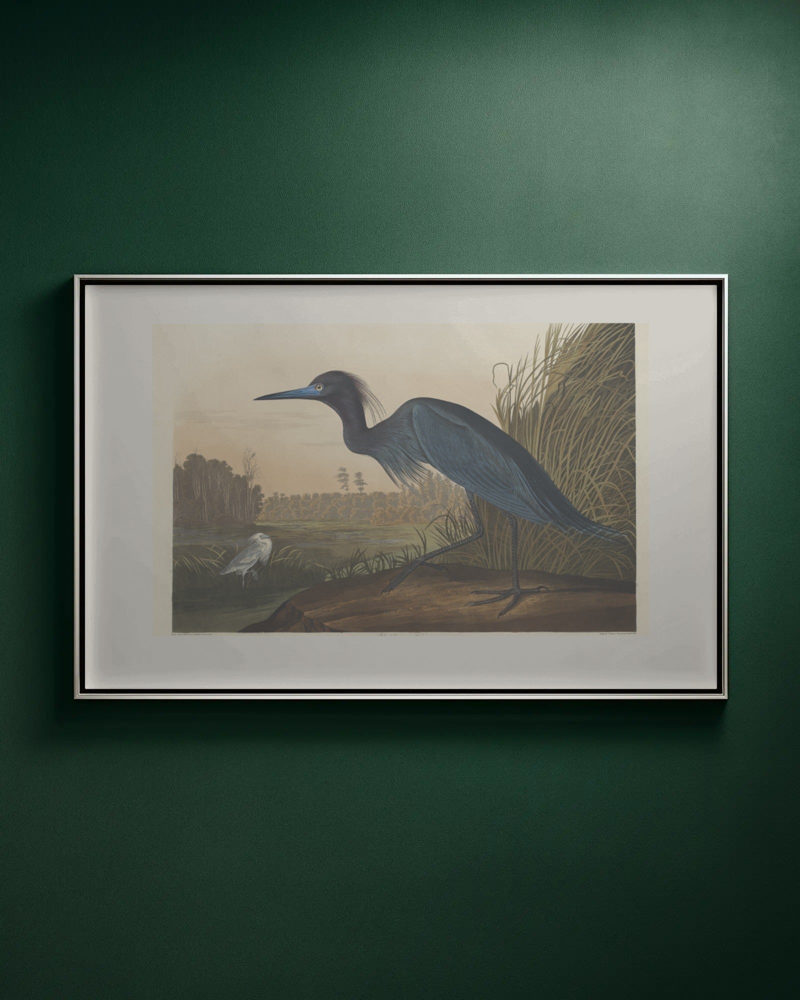 Whooping Crane (Plate 226) Art Print by John James Audubon
