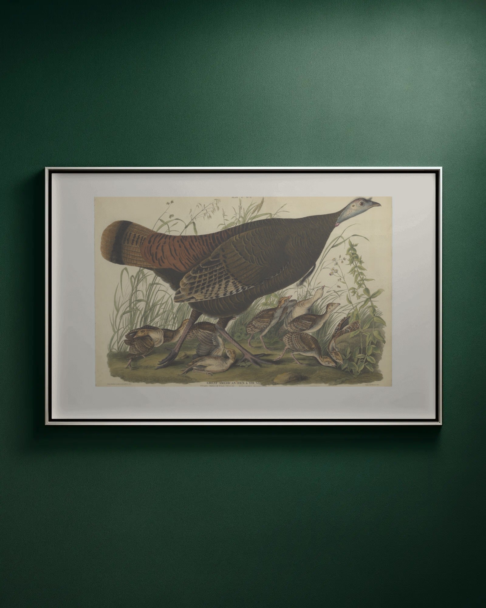 Wild Turkey (Plate 1) Art Print by John James Audubon