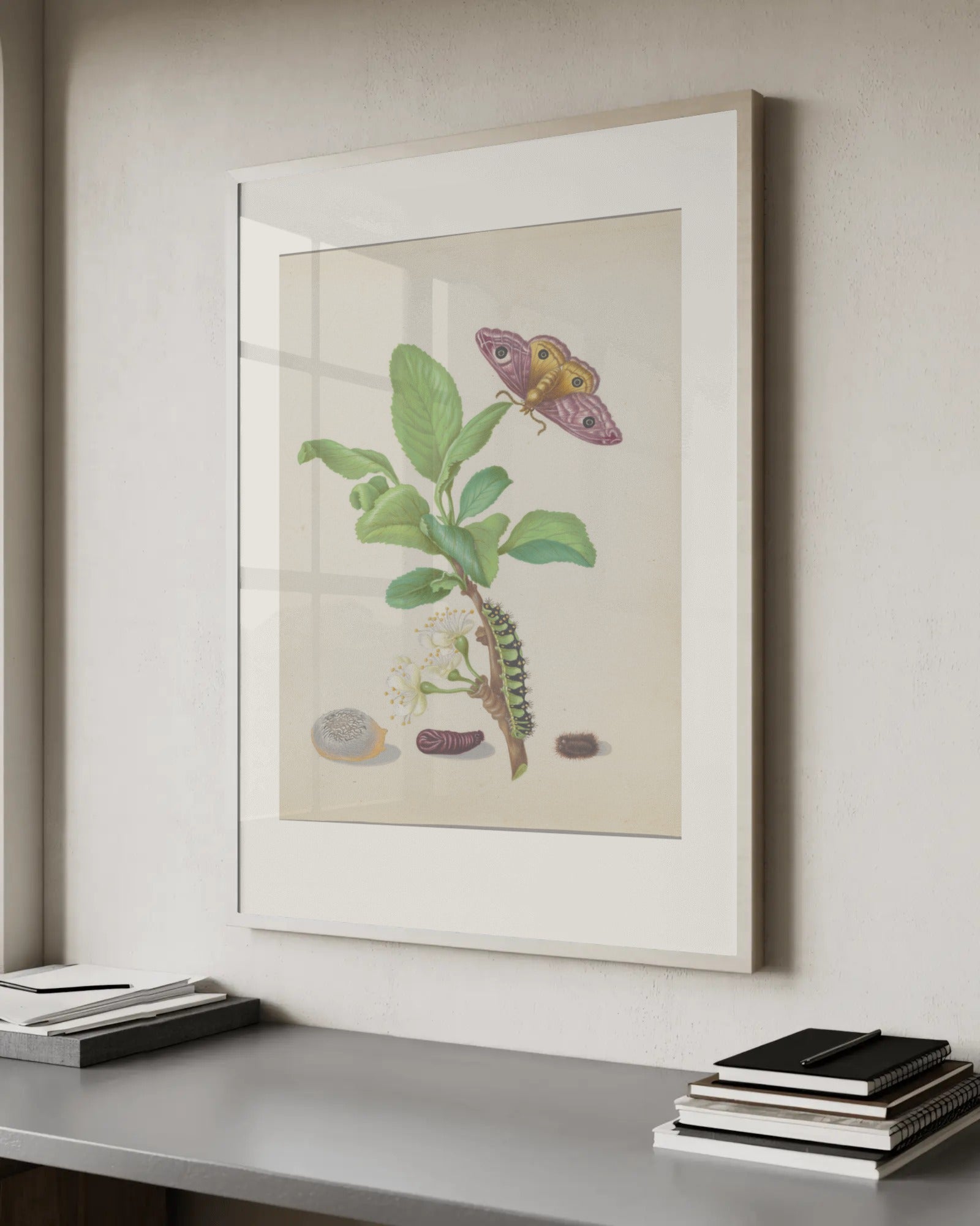 Branch of Pomelo with Green-Banded Urania Moth Art Print by Maria Sibylla Merian